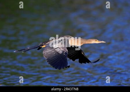 Anhinga (Anhinga anhinga), adulte en vol féminin, Wakodahatchee Wetlands, Delray Beach, Floride, Amérique du Nord, États-Unis Banque D'Images