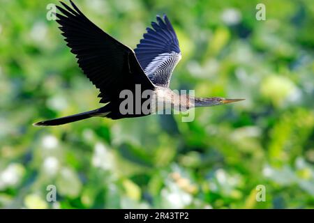 Anhinga (Anhinga anhinga), adulte en vol féminin, Wakodahatchee Wetlands, Delray Beach, Floride, Amérique du Nord, États-Unis Banque D'Images