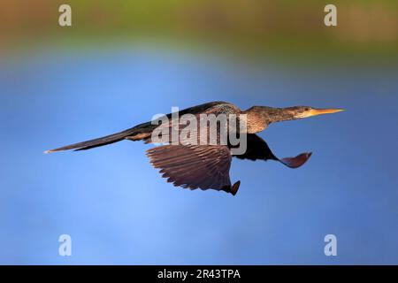 Anhinga (Anhinga anhinga), adulte en vol féminin, Wakodahatchee Wetlands, Delray Beach, Floride, Amérique du Nord, États-Unis Banque D'Images