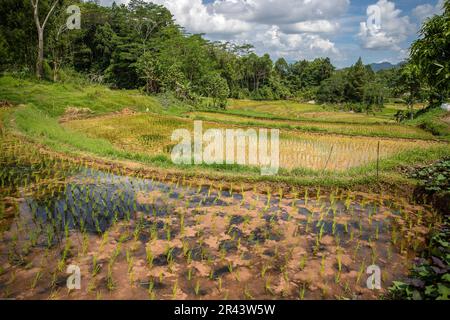 Ricefields à Tana Toraja, Sulawesi, Indonésie Banque D'Images