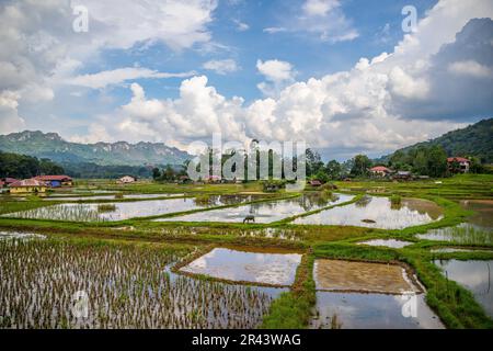 Ricefields à Tana Toraja, Sulawesi, Indonésie Banque D'Images