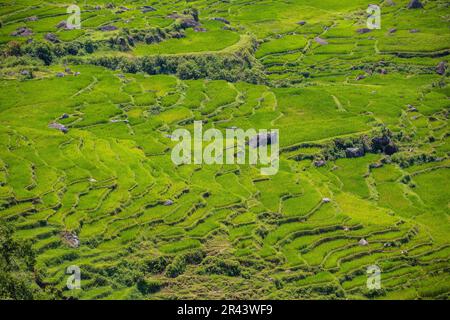 Ricefields à Tana Toraja, Sulawesi, Indonésie Banque D'Images