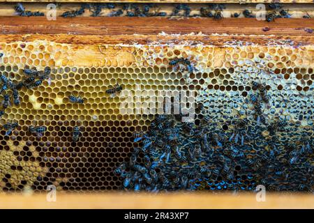 Colonie d'abeilles en nid d'abeille dans l'apier. Apiculture à la campagne. Cadre en bois avec nid d'abeille, gros plan Banque D'Images