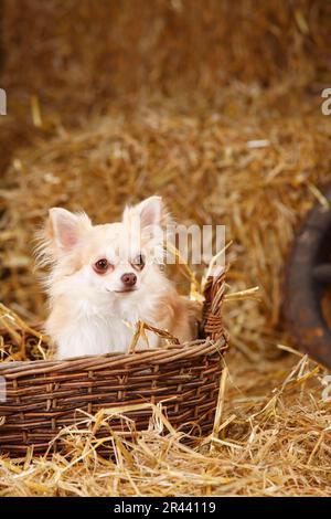 Chihuahua, à poil long, Isabell, dans un panier en osier Banque D'Images