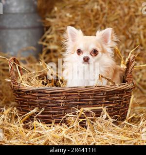 Chihuahua, à poil long, Isabell, dans un panier en osier Banque D'Images