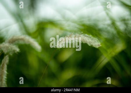 C'est une plante vivace, herbacée appartenant à la famille Poaceace, Saccharum spontaneum est une sorte d'herbe qui pousse des fleurs blanches Banque D'Images