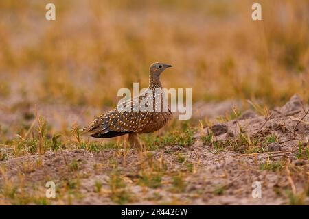 Le grès de Burchell, Pterocles burchelli, oiseau vivant au sol dans la famille des grès. Sandgrouse, Savuti, Chobe NP au Botswana. Jour ensoleillé dans le Banque D'Images