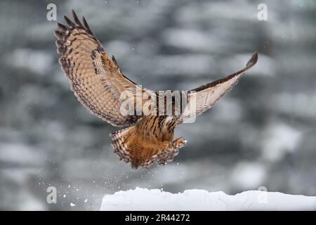 Faune d'hiver. Hibou de l'aigle eurasien volant avec des ailes ouvertes avec des flocons de neige dans la forêt enneigée pendant l'hiver froid. Scène de la faune d'Allemagne en Europe. Banque D'Images