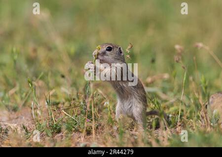 Souslik européen (Spermophilus citellus), Bullary/ Banque D'Images