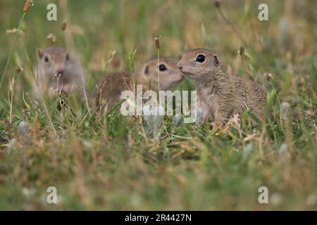 Souslik européen (Spermophilus citellus), Bullary/ Banque D'Images