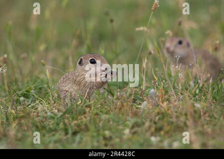 Souslik européen (Spermophilus citellus), Bullary/ Banque D'Images