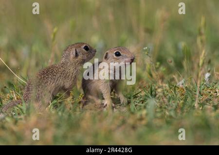 Souslik européen (Spermophilus citellus), Bullary/ Banque D'Images