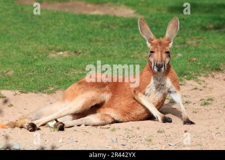 Rouge (Macropus rufus) kangourou géant (Megaleia rufa), kangourou géant rouge, kangourou géant rouge Banque D'Images