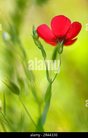 Lin à fleurs rouges, Bade-Wurtemberg (Linum grandiflorum rubrum), lin rouge, Allemagne Banque D'Images