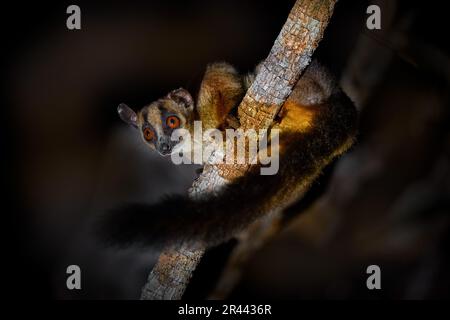 Lémurien sur la branche de l'arbre pendant la nuit. Lémuriens de nuit à Madagacar. Lémuriens à fourche pâle, Phaner pallescens, singe sauvage de la forêt de Kirindy Banque D'Images