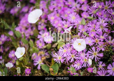 Fleurs succulentes Crescent City en Californie Banque D'Images