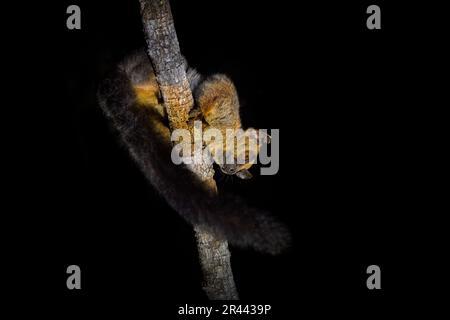 Lémuriens de nuit à Madagacar. Lémuriens à fourche pâle, Phaner pallescens, singe sauvage de la forêt de Kirindy à Madagascar. Faune et flore. Lemur sur t Banque D'Images