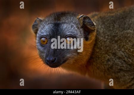 Gros plan sur les détails du lémur. Lémuriens bruns à façade rouge, Eulémur fulvus rufus, Forêt de Kirindy à Madagascar. Singe gris brun sur arbre, dans la forêt Banque D'Images