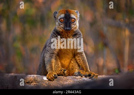 Gros plan sur les détails du lémur. Lémuriens bruns à façade rouge, Eulémur fulvus rufus, Forêt de Kirindy à Madagascar. Singe gris brun sur arbre, dans la forêt Banque D'Images