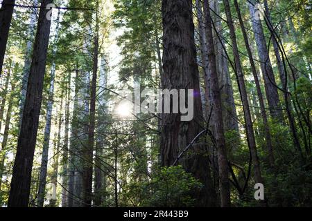 Lens Flare parmi les séquoias en Californie Banque D'Images