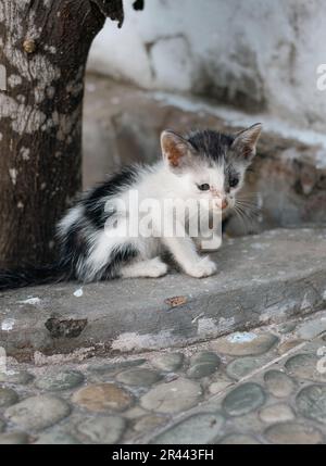 Joli chaton pensif sous l'arbre seul Banque D'Images