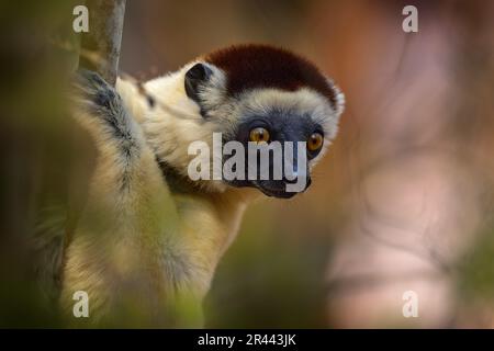 Faune Madagascar. Portrait de lémuriens dans la forêt. Faune Madagascar, Verreauxs Sifaka, Propithecus verreauxi, tête de singe dans la forêt de Kirindy, Banque D'Images