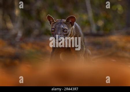 FOSA, animal rare endémique, Forêt de Kirindy à Madagascar. FOSA dans l'habitat de la nature. Banque D'Images