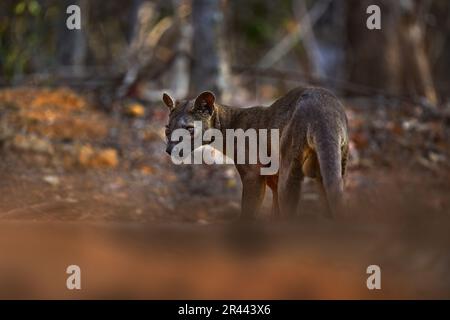 Madagascar faune - fosa, dans la nature habitat forestier. Chien de chat comme animal dans la végétation verte, Forêt de Kirindy, Madagascar. Mammifère endémique de M Banque D'Images