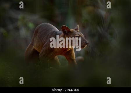 Madagascar faune - fosa, dans la nature habitat forestier. Chien de chat comme animal dans la végétation verte, Forêt de Kirindy, Madagascar. Banque D'Images