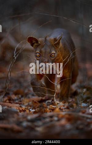 Madagascar faune. FOSA dans les arbustes buissons. FOSA, Cryptoprocta ferox, Forêt de Kirindy à Madagascar. FOSA, mammifère dans l'habitat naturel, sauvage. Chien rare de chat Banque D'Images