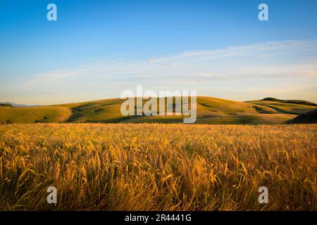 Crete Senesi, champs d'or dans les Crete Senesi de Toscane Banque D'Images