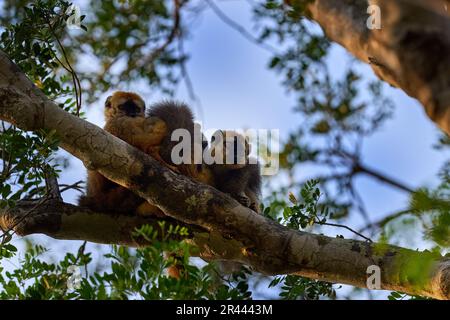 Famille de lémuriens. Lémuriens bruns à façade rouge, Eulémur fulvus rufus, Forêt de Kirindy à Madagascar. Singe brun gris sur arbre, dans l'habitat forestier, endémique Banque D'Images