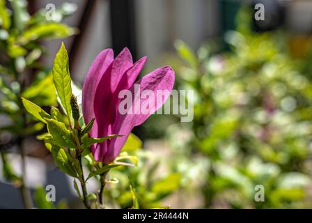 Fleur de magnolia rose et feuilles vertes Banque D'Images