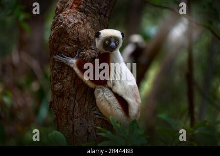 Sauvage Madagascar, sifaka de Coquerel, Propithecus coquereli, réserve Peyrieras. Groupe de singes dans l'habitat. Lémuriens dans la forêt tropique vert foncé. Sifaka o Banque D'Images