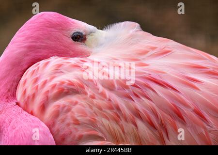 Bolivie - Flamingo andin, Phoenicarrus andinus, originaire des Andes, en Amérique du Sud. Gros plan sur le flamant de Laguna VE Banque D'Images