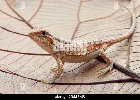 Bébé lézard dragon barbu jouant sur une feuille Banque D'Images