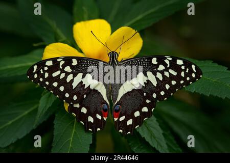 Citrus nawallowtail ou papillon de Noël, Papilio demodocusInsect sur la fleur dans l'habitat naturel, Afrique du Sud, Botswana nature sauvage. Trop Banque D'Images