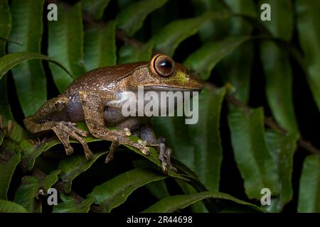 Madagascar faune. Grenouille à œil vif de Madagascar, Boophis madagascariensis, Ranomafana NP à Madagascar. Amphibiens endémiques dans l'habitat forestier, nigh Banque D'Images