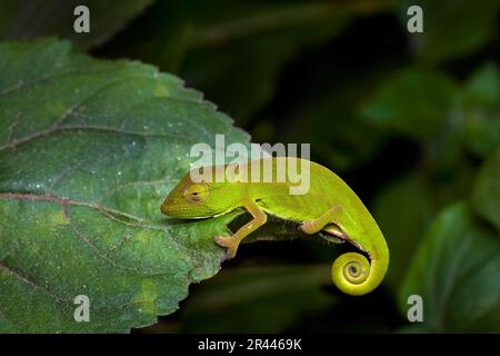 Calumma glawi, Chameleon de Glaw, lézard de chameleon vert endémique à l'est de Madagascar, assis sur les feuilles dans la nuit, Ranomafana NP, Madagascar. Banque D'Images