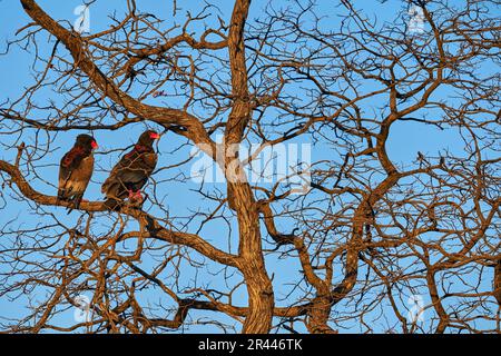 Aigle Bateleur, Terathopius ecaudatus, paire d'oiseaux de proie bruns et noirs dans l'habitat naturel, assis sur la branche, Kgalagadi, Botswana, Afrique. Wildli Banque D'Images