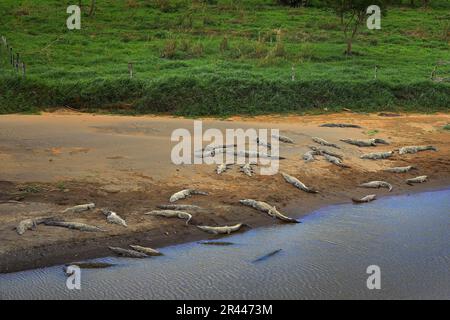 Crocodiles américains, Crocodylus acutus, animaux de la rivière. Scène sauvage de la nature. Crocodiles de la rivière Tarcoles, Costa Rica. Animal dangereux Banque D'Images