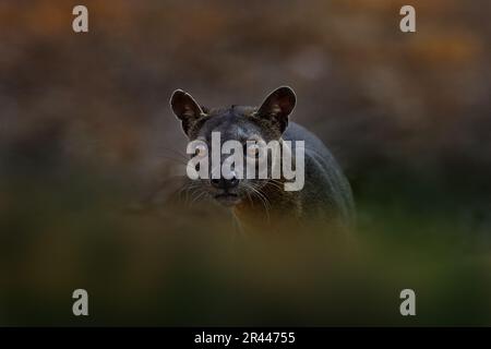 Portrait de FOSA, Cryptoprocta ferox, Forêt de Kirindy à Madagascar. Bête de proie prédateur endémique dans la nature Madagascar. FOSA, mammifère dans un habitat naturel, Banque D'Images