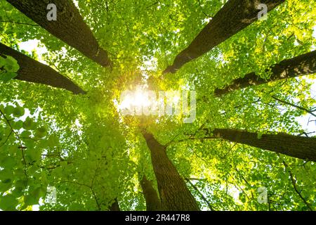 Les rayons du soleil traversent le feuillage et les couronnes des tilleuls. Banque D'Images