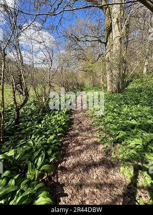 chemin à travers les bois caduques et la flore sauvage de terre d'ail près de cropton, dans le nord du yorkshire, au royaume-uni Banque D'Images