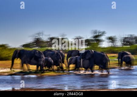Flou déplacer l'art de la nature, la traversée de la rivière en lephant. Rivière Khwai avec troupeau d'éléphants. Scène sauvage de la nature. Un troupeau d'éléphants africains buvant à un W. Banque D'Images