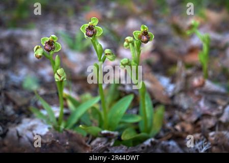 Ophrys bombyliflora, orchidée bourdon, Gargano en Italie. Orchidée terrestre européenne en fleurs, habitat naturel. Beau détail de fleur, printemps Banque D'Images