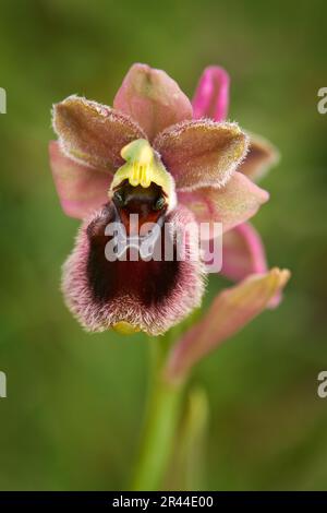 Ophrys tenthredinifera x passionis garganica hybryd Gargano en Italie. Orchidée terrestre européenne, habitat naturel. Belle fleur de détail, printemps Banque D'Images