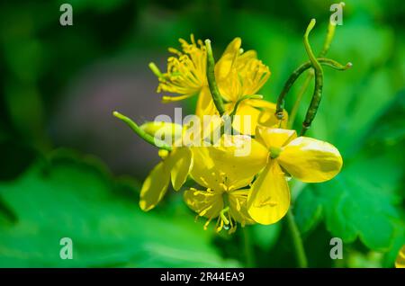 La plus grande celandine Chelidonium majus est populairement appelé le warthog. En effet, la médecine populaire utilise cette plante depuis longtemps pour enlever les verrues A. Banque D'Images