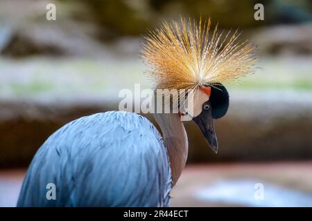 Oiseau nommé grue couronnée à col gris ou Balearia Regulorum. Zoo de Toronto, Canada Banque D'Images