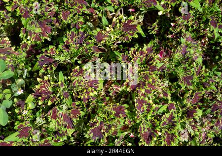 Corail Coleus coloré, communément connu sous le nom de coleus, une espèce de plante à fleurs Banque D'Images